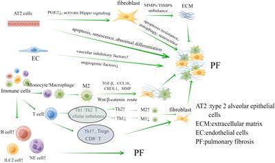 The mechanism of gut-lung axis in pulmonary fibrosis